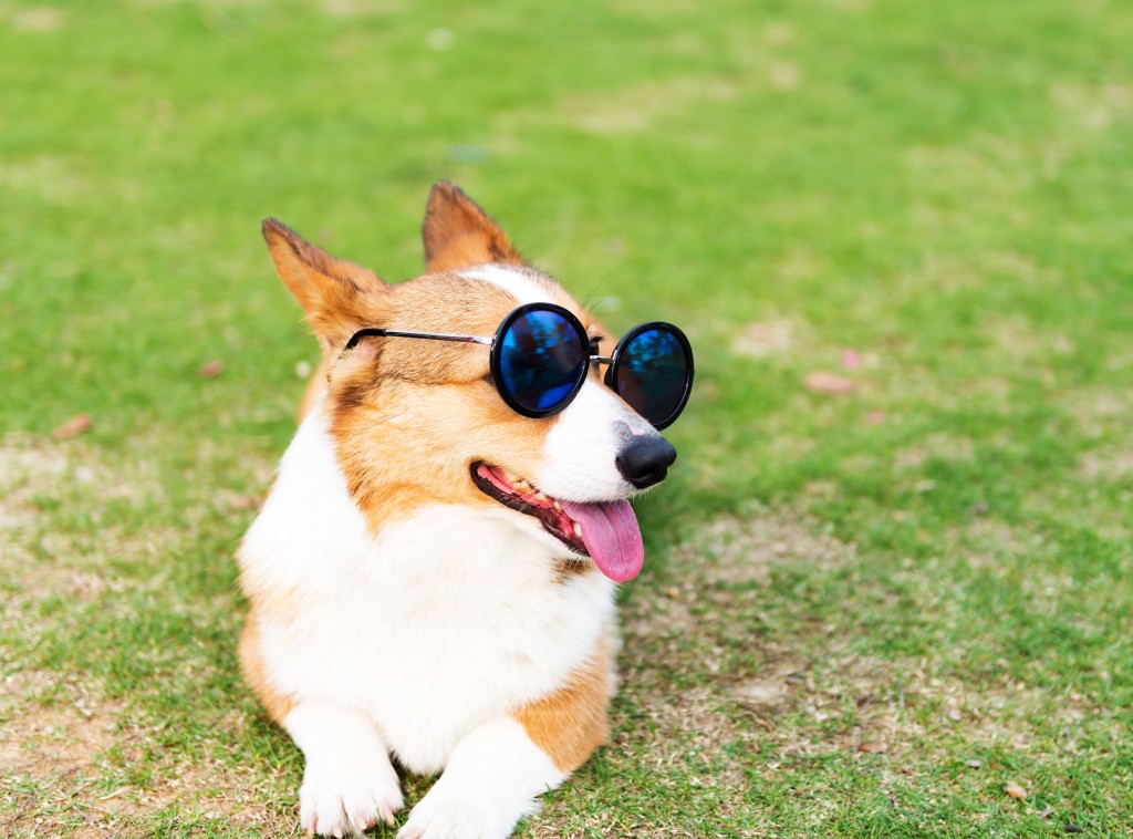 combat UV rays - dog with sunglasses
